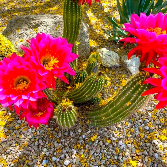 Meet your Posher, Lisa - Picture 1 of 1